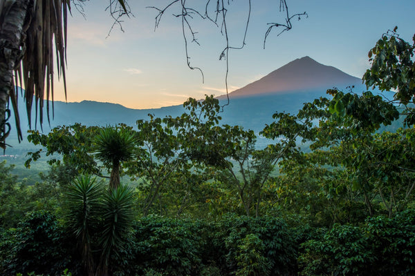 From Finca Medina to Finca Denbies: The Story of Our Newest Guatemalan Coffee