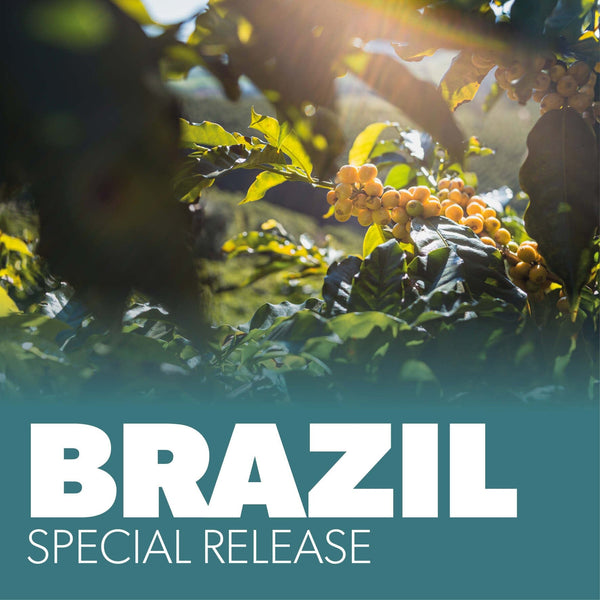 Special Release: Brazil Fazenda IP Coffee Chimney Fire Coffee 