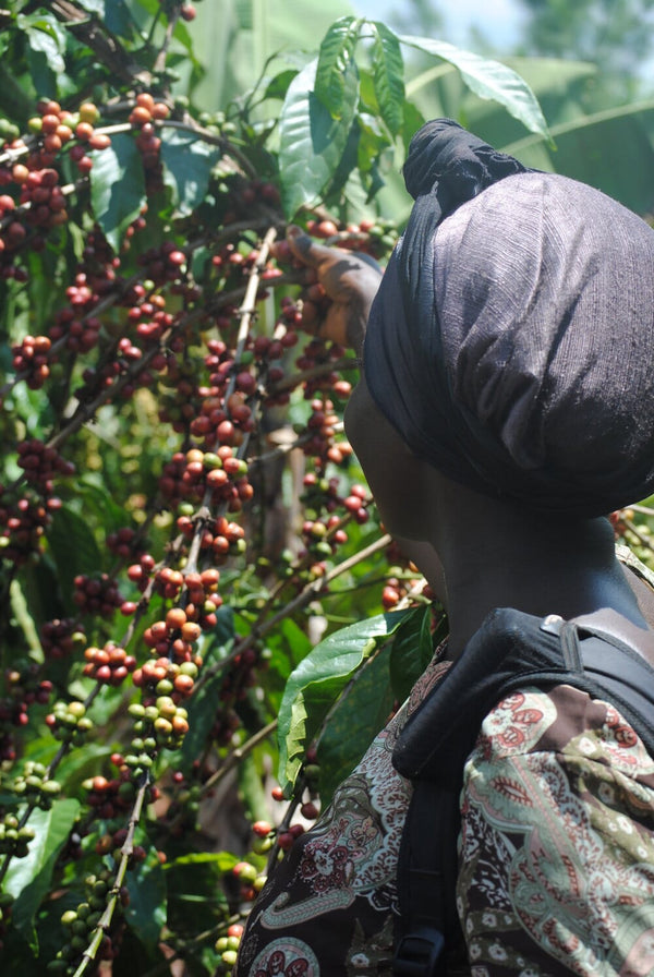 Knowing where your coffee comes from