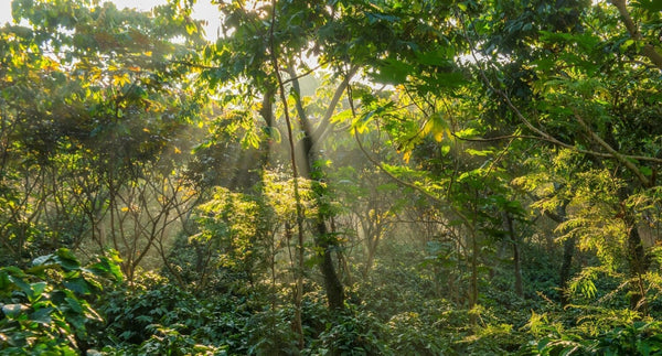 November 2025 Discovery Coffee