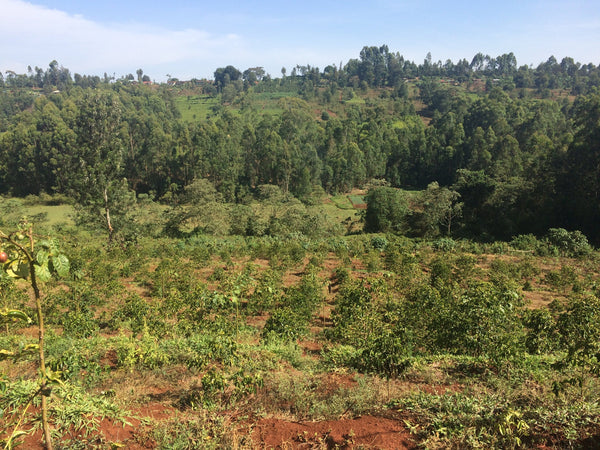 October 2025 Discovery Coffee