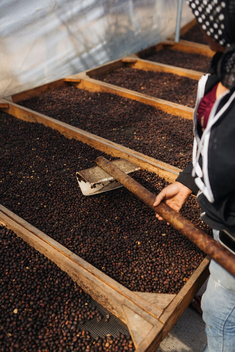 Coffee cherries drying at Finca Medina