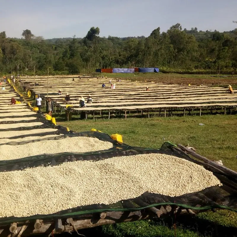 ETHIOPIA KECHO ANDERACHA Coffee Chimney Fire Coffee 