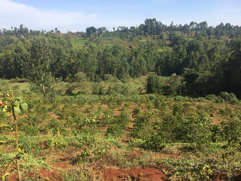 KENYA NGOE AB Coffee Chimney Fire Coffee 