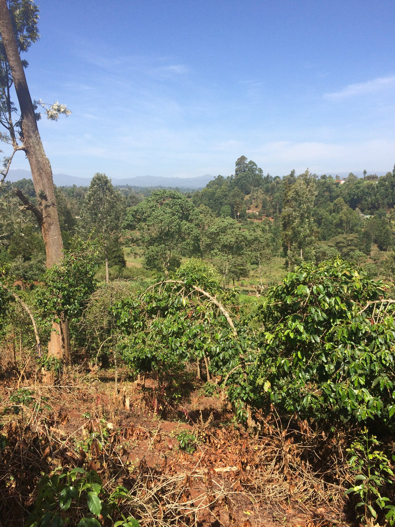 KENYA NGOE AB Coffee Chimney Fire Coffee 