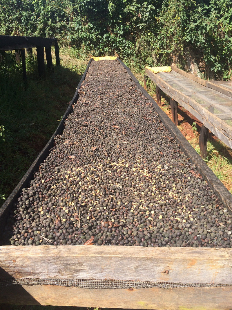 KENYA NGOE AB Coffee Chimney Fire Coffee 