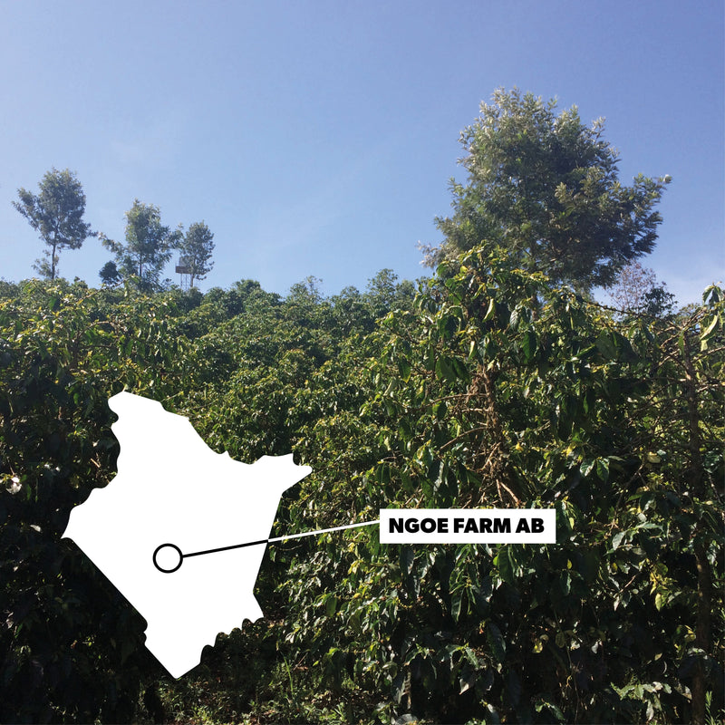 KENYA NGOE AB Coffee Chimney Fire Coffee 