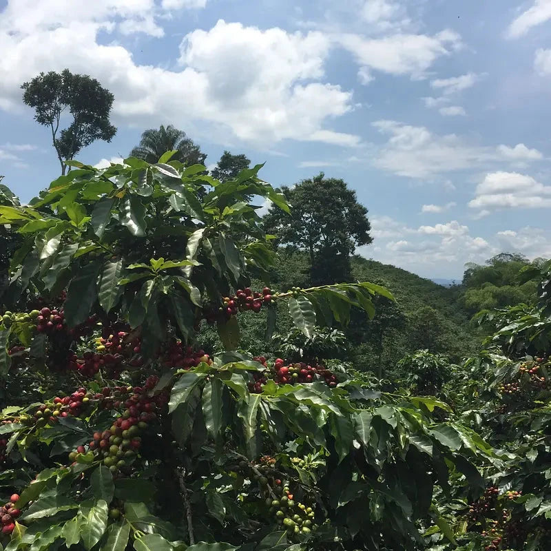 NATURAL DECAF Coffee Chimney Fire Coffee 