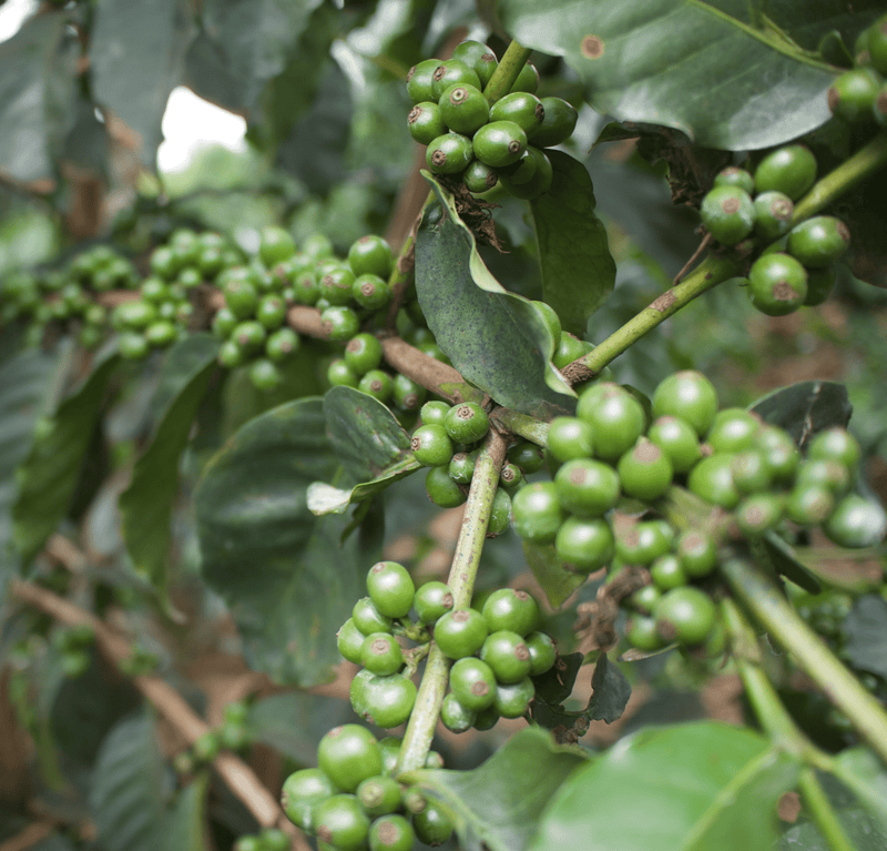 KENYA NGOE AB Coffee Chimney Fire Coffee 