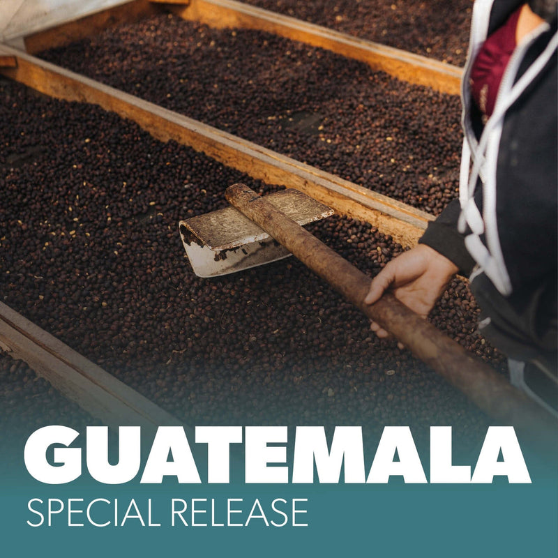 SPECIAL RELEASE: GUATEMALA FINCA MEDINA 250G Coffee Chimney Fire Coffee 