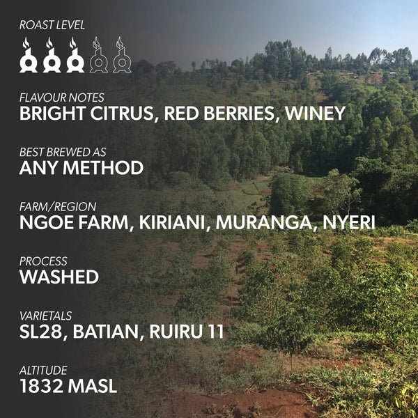 KENYA NGOE AB Coffee Chimney Fire Coffee 